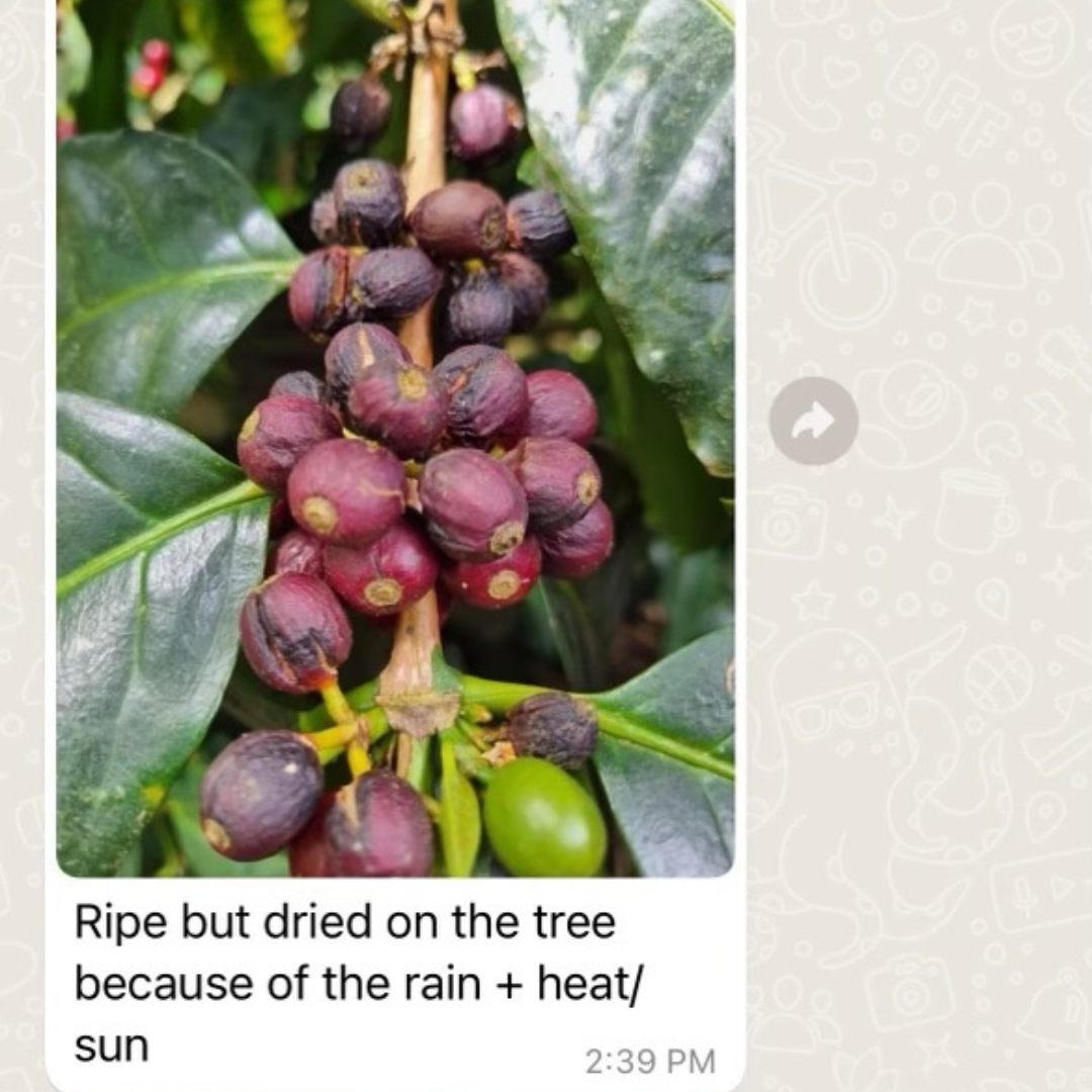 Coffee + Climate Change