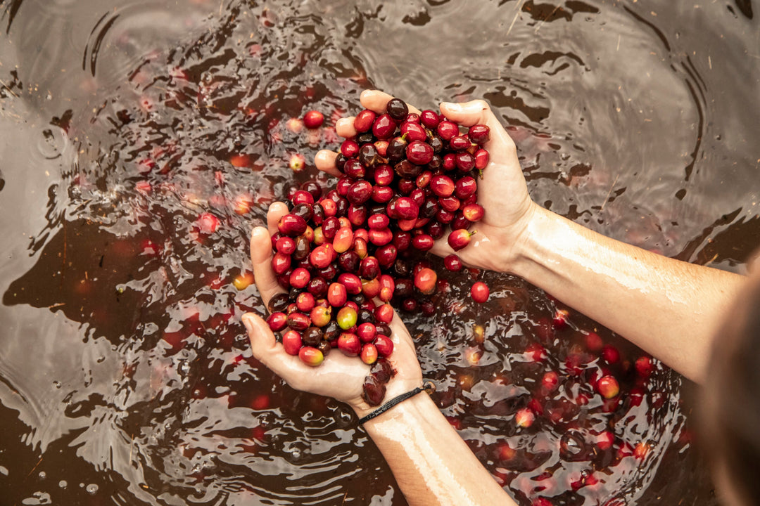 Finca Coyametla