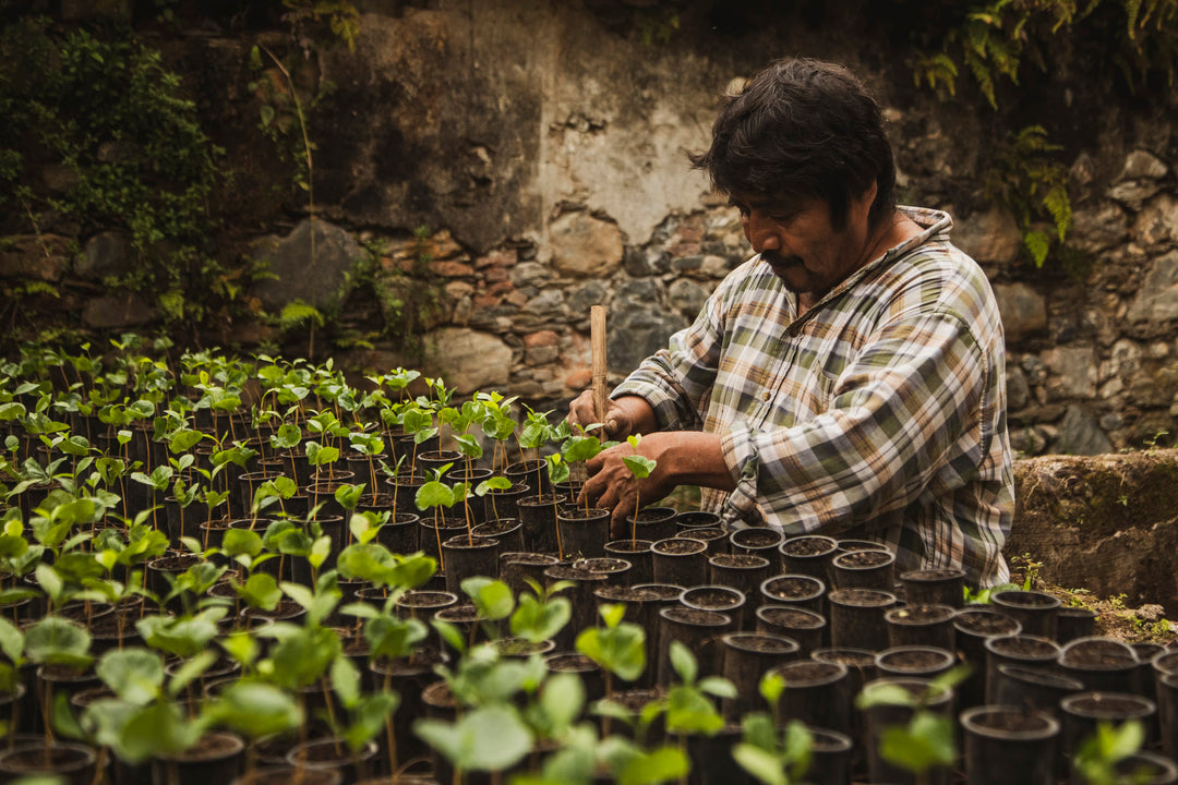 Finca Coyametla